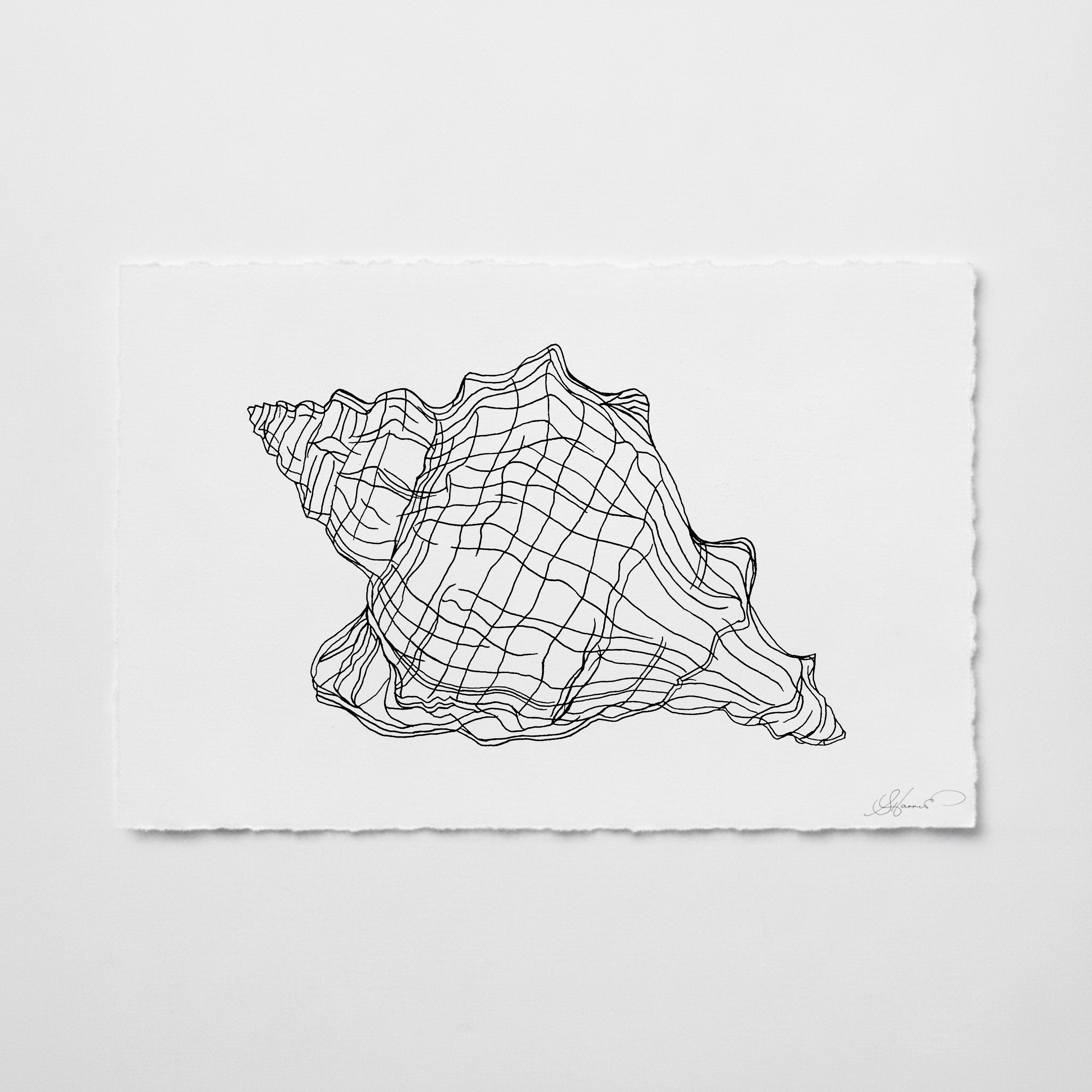 Conch